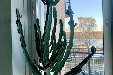 kaktus säljes stockholm